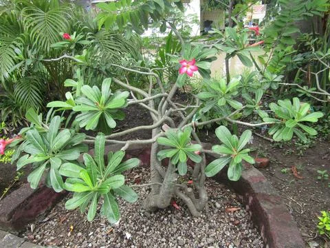 Frangipani Tree Stock Photos