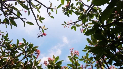 Frangipani Tree in Summer or Spring. B-Roll of Tropical Nature. Blue Sky in S Stock Footage 106651385