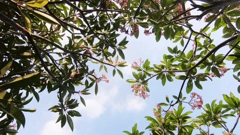 Frangipani Tree in Summer or Spring. B-Roll of Tropical Nature. Blue Sky in S 库存影片 106651424