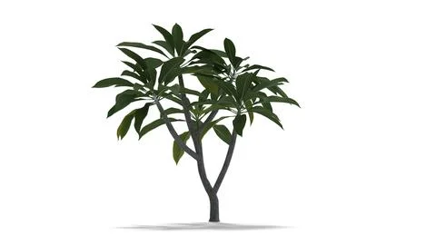 Frangipani tree on white background Stock Illustration