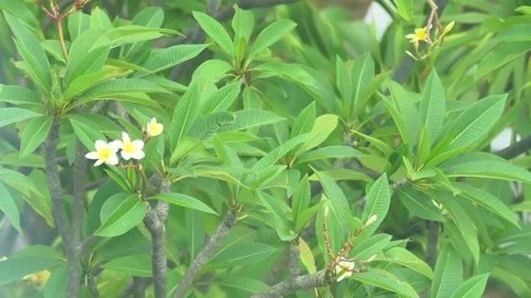 Frangipani Tree, Windy, Medium Shot Vídeo Stock 334276053