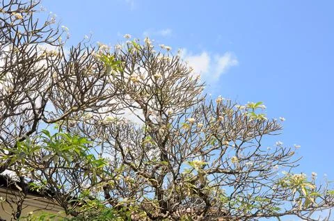 Frangipani tree in Zanzibar Stock Photos