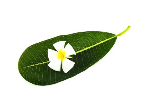 Frangipani trees Foto stock