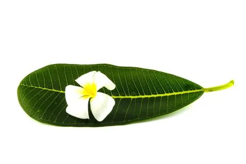 Frangipani trees Stock Photos