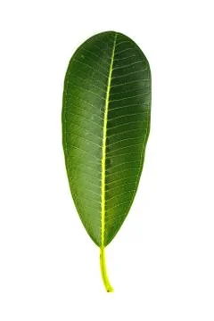 Frangipani trees Stock Photos