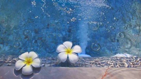 Frangipani on water waves Video stock 49686836