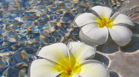 Frangipani on water waves Stock Footage 49698799