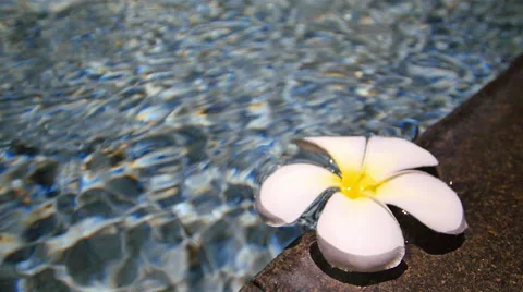 Frangipani on water waves Stock Footage 49794428