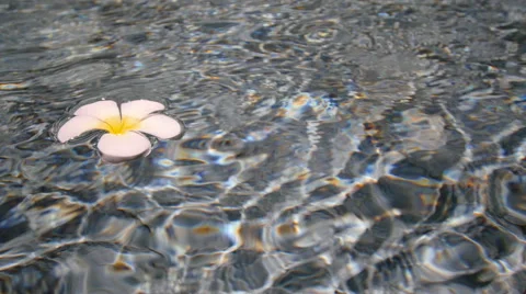 Frangipani on water waves Stock-Footage 49809693