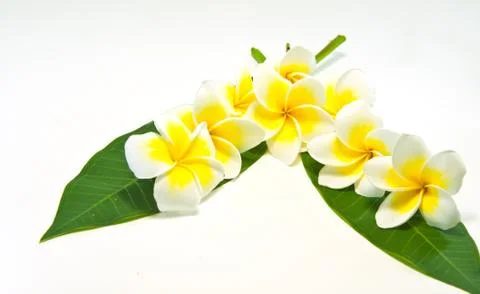 Frangipani on white background . Stock Photos