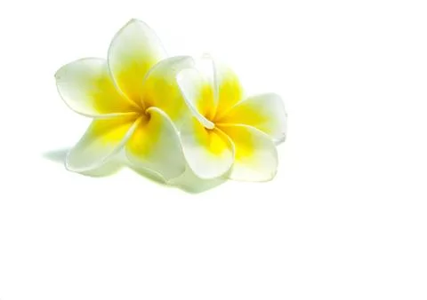 Frangipani on white background . Stock-Fotos