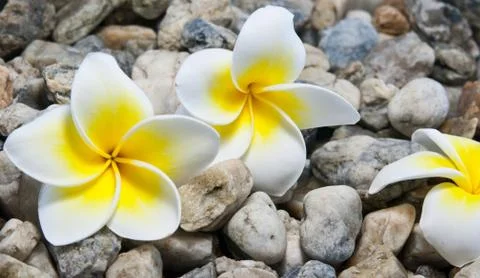 Frangipani on white background . Stock-Fotos