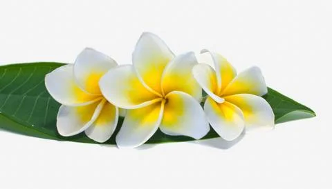 Frangipani on white background . Fotos Stock