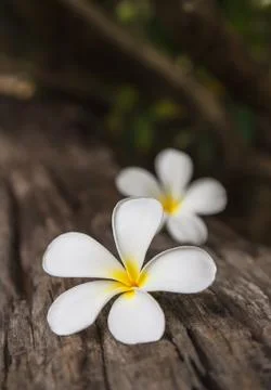 Frangipani white Stock Photos