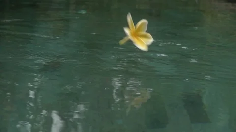 Frangipani yellow flower falling in pool. Stock Footage 104099454