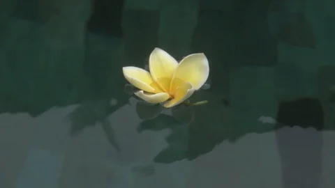 Frangipani yellow flower floating in pool in Bali. Stock Footage 104099539