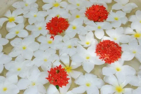 Frangipanis  Stock Photos