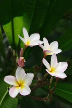 Frangipanis Stock Photos