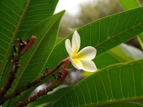 Frangipanni Stock Photos