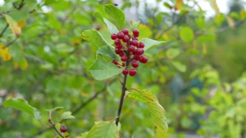 Frangula alnus, commonly known as alder buckthorn or glossy buckthorn Stock Footage 344057100