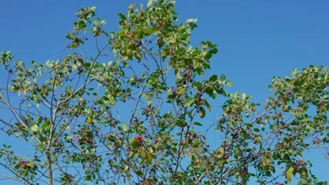 Frangula alnus Stock Footage 324501472