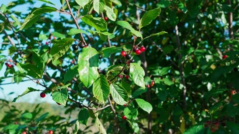Frangula alnus Stock Footage 324501489