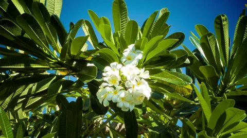 Franjipani flowers Stock Footage 63134621