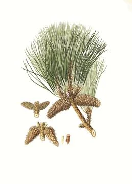 Frankincense pine, Pinus taeda, also American turpentine pine, tree, digitally Stock Illustration