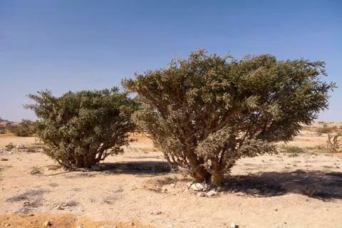 Frankincense tree Stock Photos