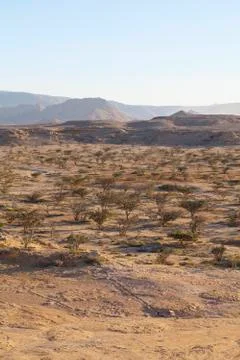Frankincense tree Stock Photos
