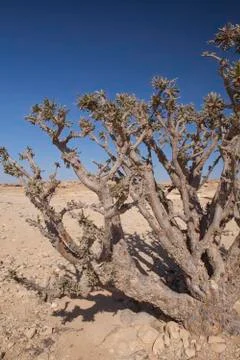 Frankincense tree Photos