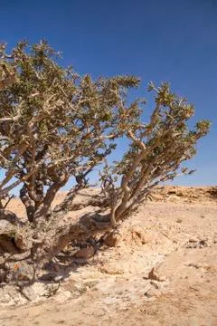 Frankincense tree 스톡 사진