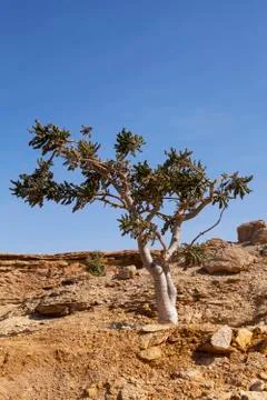 Frankincense tree Stock Photos
