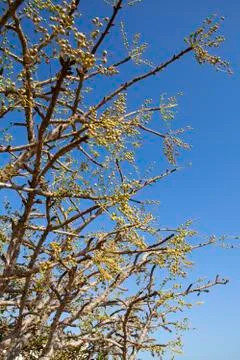 Frankincense tree 스톡 사진