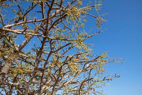 Frankincense tree 스톡 사진