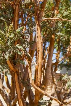 Frankincense tree Stock Photos