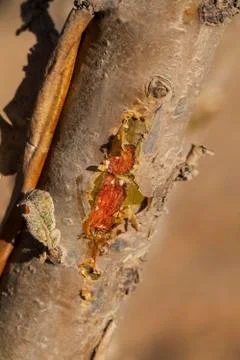 Frankincense tree Stock Photos