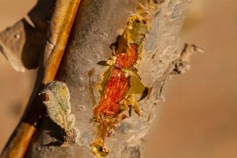 Frankincense tree Photos