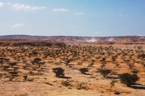Frankincense tree Stock Photos