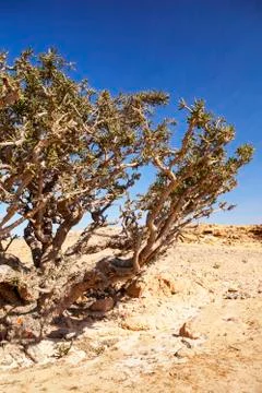 Frankincense tree Stock Photos