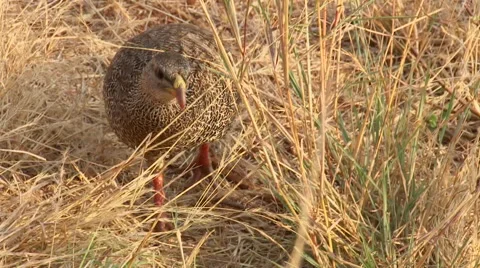 Franklin in bush Stock Footage 46466283