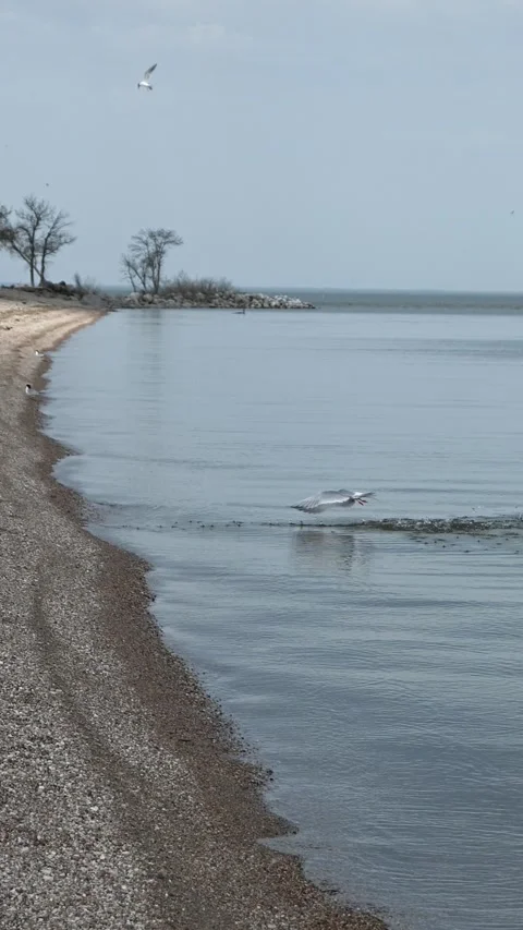 Frankling Gulls terns diving into the calm water along the beach on a large lake Stock Footage 335898185