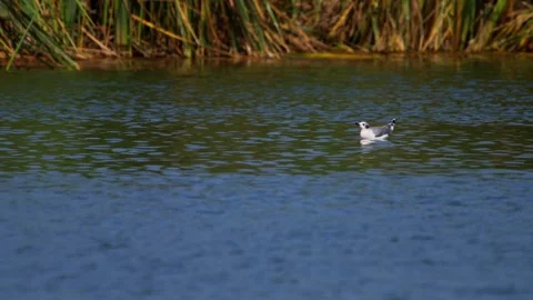 Franklin's gull drinks on the right as three float forward; two land beside it 库存影片 332380417