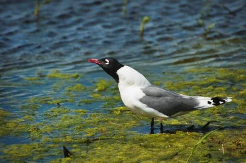 Franklin's Gull Stock Photos