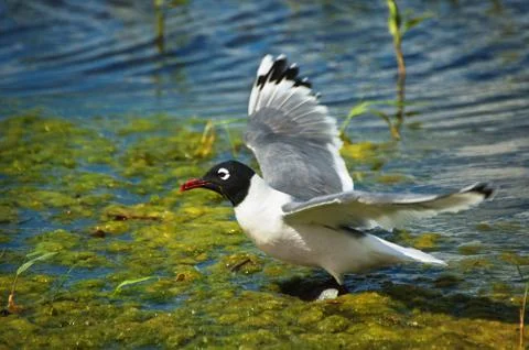 Franklin's Gull 스톡 사진