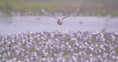 Franklin's gull shaking feathers while flying toward camera in wetland Stock Footage 330976218