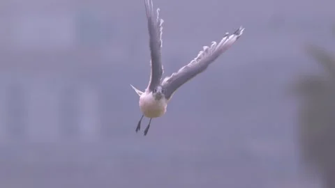 Franklin's gull shaking midair and looking toward camera in close view Stock Footage 329663202
