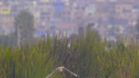 Franklin's gull shaking while flying away from camera, Pantanos de Villa, Peru Stock Footage 329667518