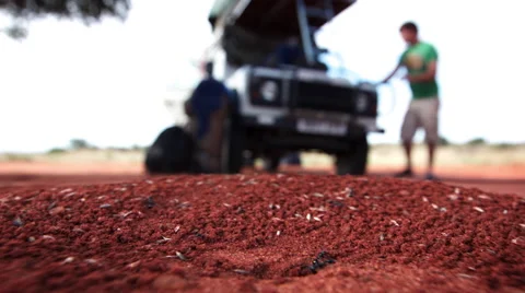 FRANTIC ACTIVITY OF HUMANS AND ANTS UHD 4K Stock Footage 45342403