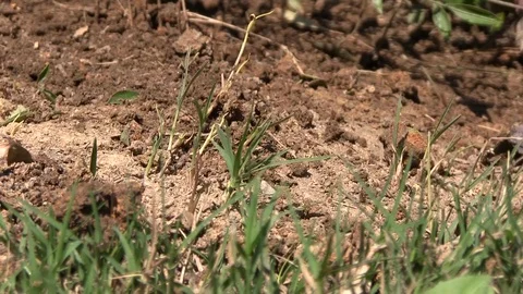 Frantic Ants Stock Footage 95959224